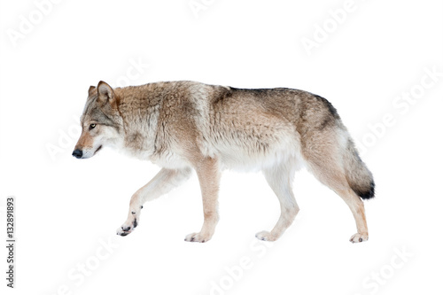 wolf isolated over a white background