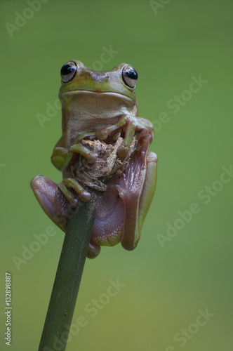 macro closeup of green forest tree frog hanging on a twig