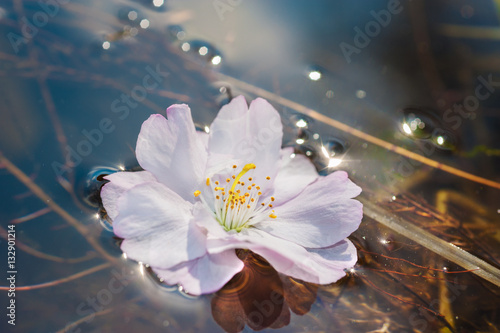 Sakura flower floating on the water