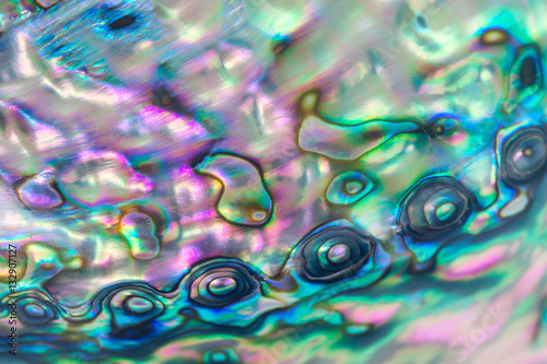 Close up multicolor background of abalone shell, haliotis