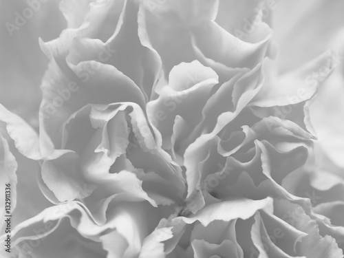 Black and white gray petal flowers in soft style for background.