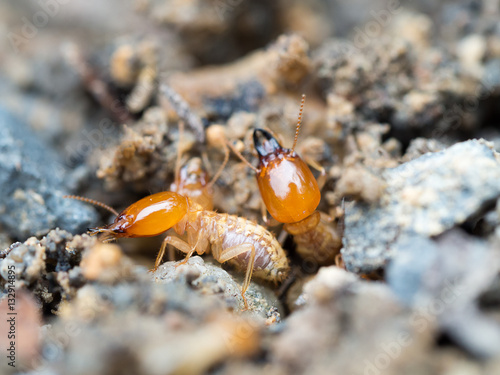 Close up termites or white ants destroyed.