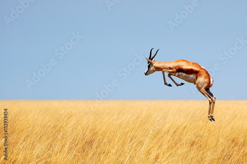 Springbok jumping over savanna in Etosha National Park, Namibia