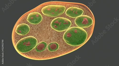 Endospores