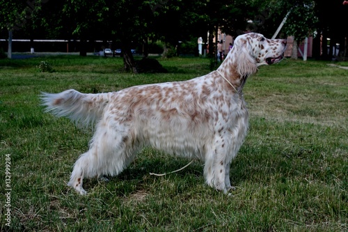 English setter stacking free, white big dog of hunting breed with long hair and brown spots on green grass background