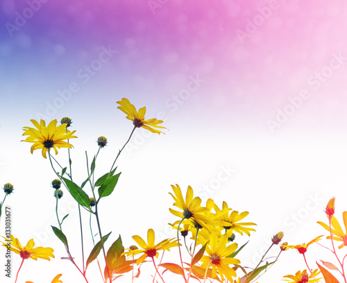 Colorful bright flowers dahlia on a background summer landscape.