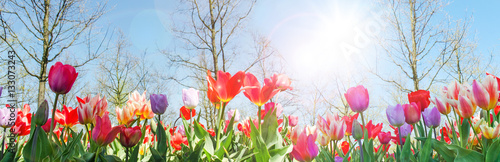 Glück, Lebensfreude, Frühlingserwachen, Leben: Buntes, duftendes Blumenfeld im Frühling :)