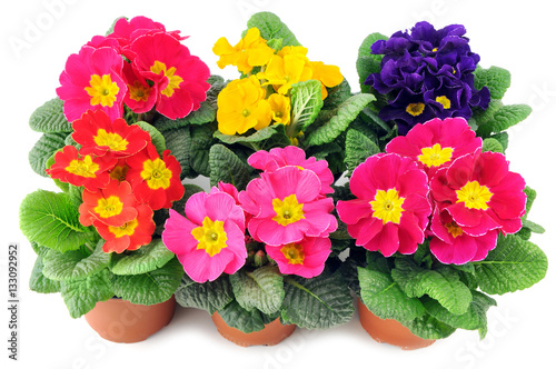 group of primula flowers on a tray box