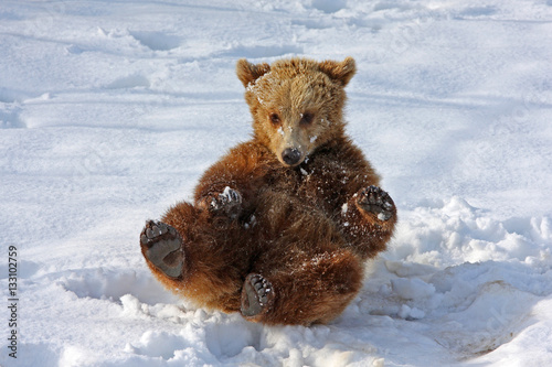 braunbär schnee spielen nachwuchs jungbär