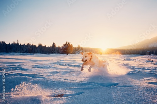 Dog in winter nature