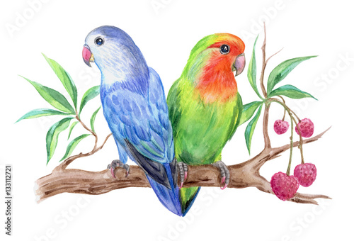 Parrots lovebirds on a branch of litchi, watercolor illustration.