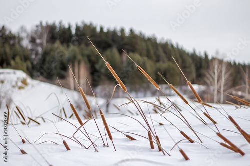  Typha angustifolia is a perennial aquatic and marsh herbaceous