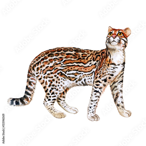 Watercolor portrait of ocelot cat with dots, stripes isolated on white background. Hand drawn detailed sweet home pet. Bright colors, realistic design. Greeting card design. Clip art. Add text