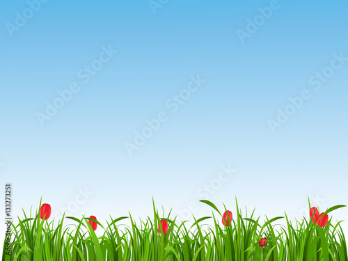 Spring background with a green grass, red tulips and a ladybug