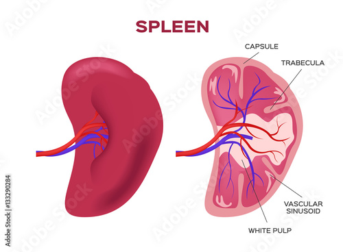 spleen vector