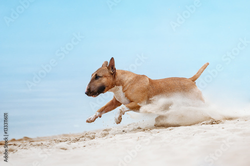 Beautiful red and white dog breed mini bull terrier running along the beach against the backdrop of water and sand raises up
