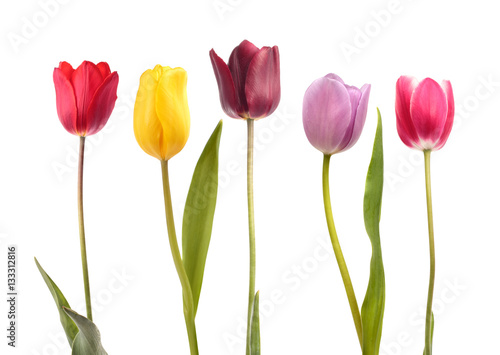 Set of five different color tulips