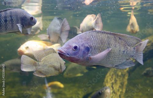 Red Tilapia fish swimming in a pond