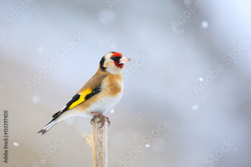 small bird European goldfinch in winter