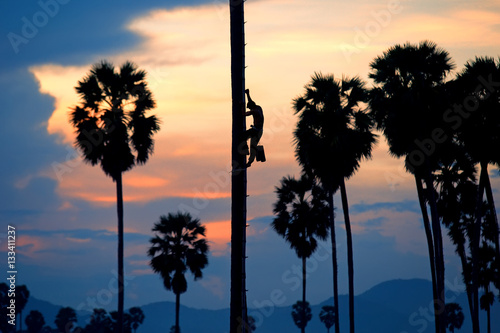 climb the tree palm