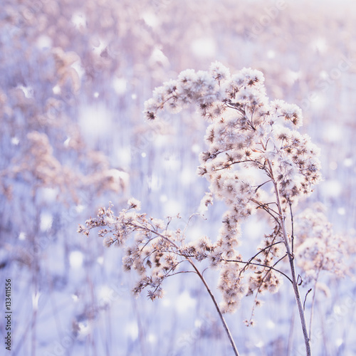 Zima w pastelowych kolorach - śnieżny poranek, szron 
