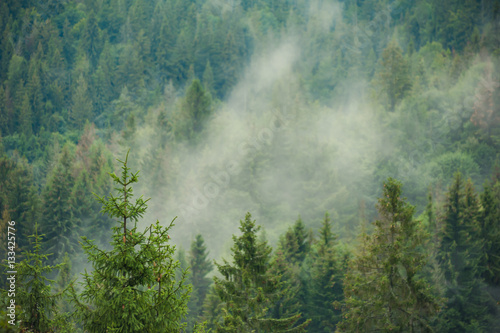 coniferous forests in the mountains in the fog