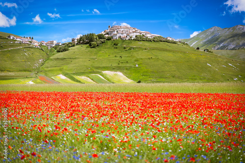 Castelluccio in a blooming field of poppies, Italy