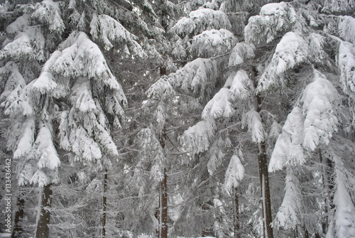 Świerkowy las pod śniegiem