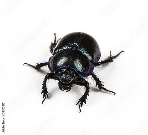 dung Beetle violet black on white background