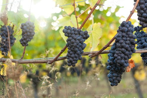 Group of Pinot Noir wine grape bunches hanging from the vine