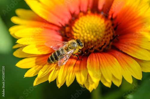  Bee collects nectar