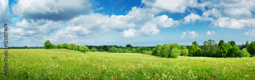 Green field with white dandelions and blue sky. Panoramic view to grass and flowers on the hill on sunny spring day