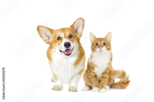 dog and cat looking