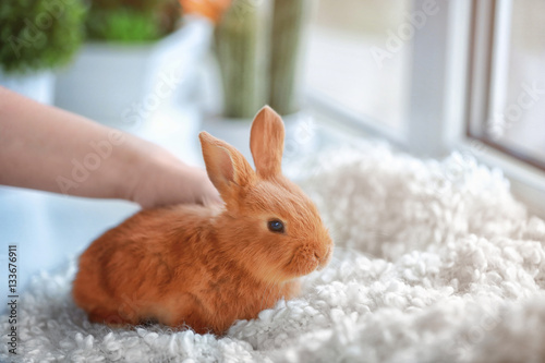 Female hand stroking cute funny rabbit sitting on white plaid at home