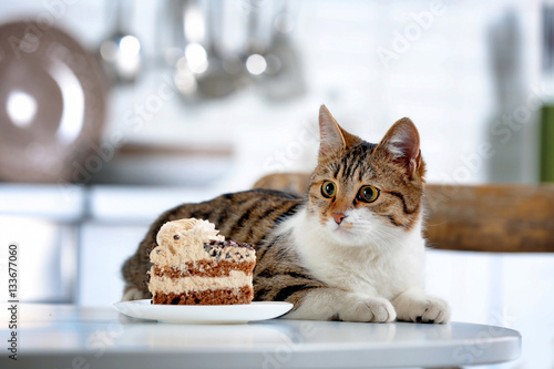 Cute cat with piece of cake on kitchen table at home
