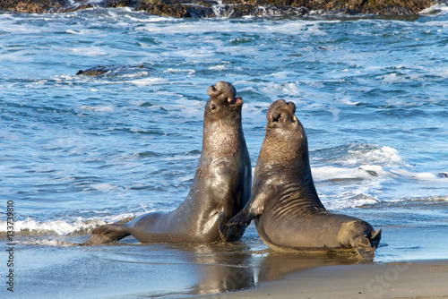 Two male bull elephant seals fighting on the beach in Central California. The bulls engage in fights of supremacy to determine who will get to mate with the females.