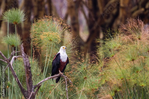 Aquila pescatrice