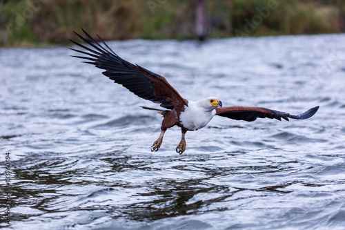 Aquila pescatrice