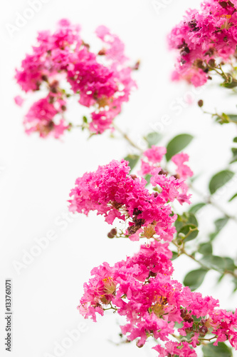 Image of lagerstroemia flowers close up.