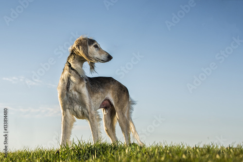 Saluki4