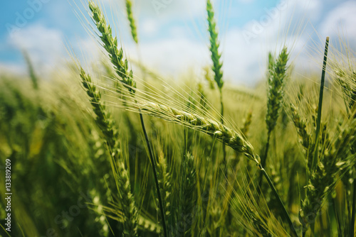 Green wheat ears in field