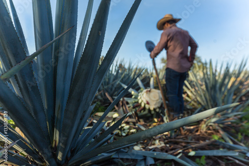 Contrapicada de campesino cortando agave