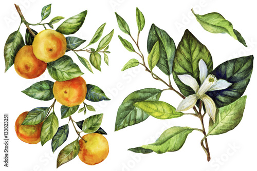 Sunny Mandarin watercolor hand painting botanical art