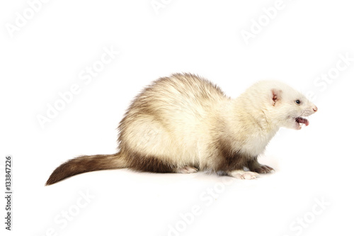 Light chocolate ferret on white background posing for portrait in studio