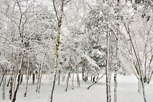 Zimowy las i drzewa pokryte śniegiem i szronem.