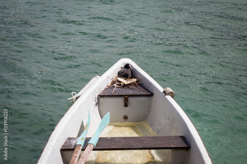 Wild bird nest on a boat