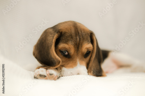 Precioso cachorro Beagle