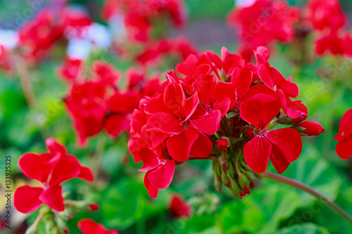 Red Geraniums in the summer garden.