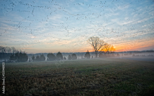 Sunrise near Jonesboro, Arkansas with low fog and flocks of geese 