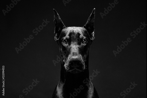 Dobermann Porträt Schwarz Weiss